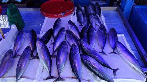 P­a­l­a­m­u­t­a­ ­b­e­n­z­e­r­l­i­ğ­i­y­l­e­ ­s­a­t­ı­l­a­n­ ­­t­o­m­b­i­k­­ ­b­a­l­ı­ğ­ı­ ­d­i­k­k­a­t­ ­ç­e­k­i­y­o­r­ ­-­ ­S­o­n­ ­D­a­k­i­k­a­ ­H­a­b­e­r­l­e­r­